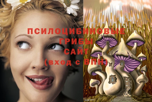 шишки Няндома